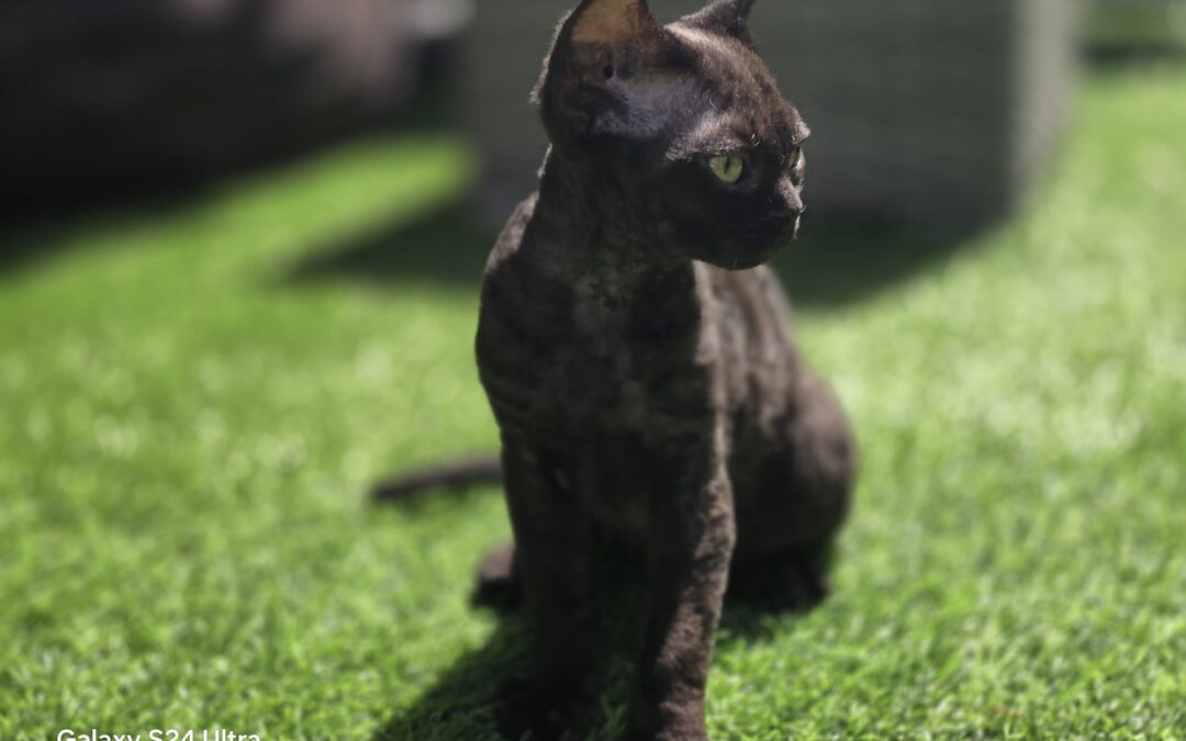 Kocięta Devon Rex | Dostępne kociaki z hodowli Elitte Polska