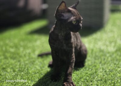 Miot C - CHERY Elitte Polska Devon Rex (10)