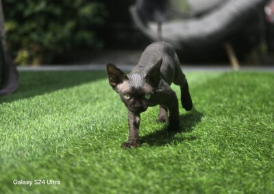 Miot C - CHERY Elitte Polska Devon Rex (2)