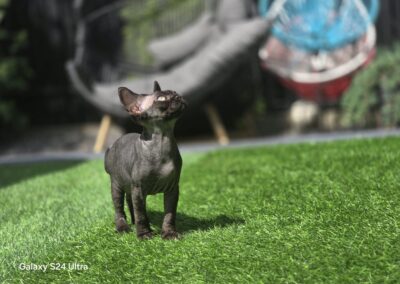Miot C - CHERY Elitte Polska Devon Rex (4)