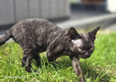 Miot C - CHERY Elitte Polska Devon Rex (7)