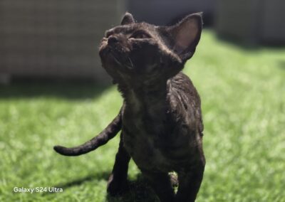 Miot C - CHERY Elitte Polska Devon Rex (9)
