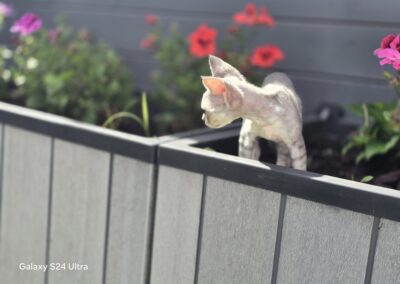 Miot D - Destiny Elitte Polska Devon Rex (11)
