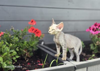 Miot D - Destiny Elitte Polska Devon Rex (2)