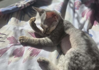 Miot D - Destiny Elitte Polska Devon Rex (4)