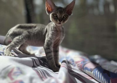 Miot D - Destiny Elitte Polska Devon Rex (9)