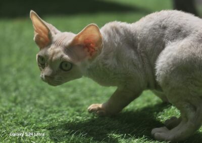 Miot D - Donato Elitte Polska Devon Rex (1)