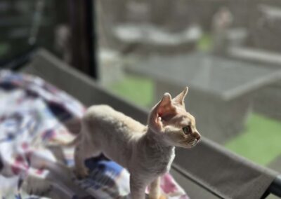 Miot D - Donato Elitte Polska Devon Rex (10)