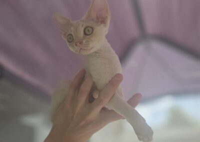 Miot D - Donato Elitte Polska Devon Rex (11)
