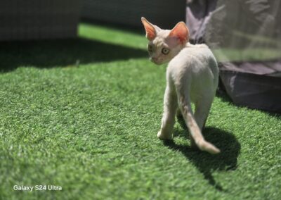 Miot D - Donato Elitte Polska Devon Rex (2)