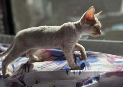 Miot D - Donato Elitte Polska Devon Rex (4)