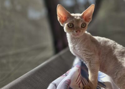 Miot D - Donato Elitte Polska Devon Rex (6)