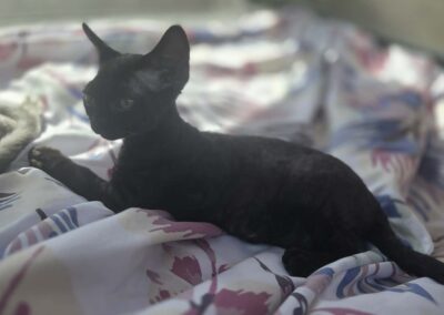 Miot E - ELF Elitte Polska Devon Rex (10)