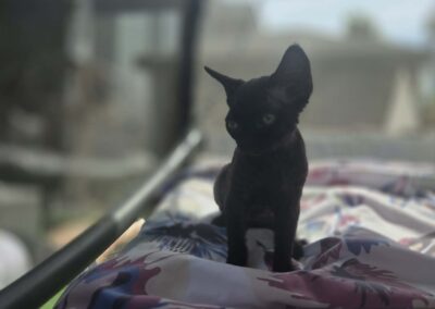 Miot E - ELF Elitte Polska Devon Rex (2)