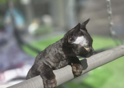 Miot E - ELF Elitte Polska Devon Rex (7)