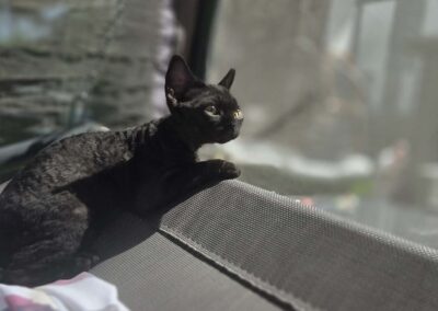 Miot E - ELF Elitte Polska Devon Rex (8)