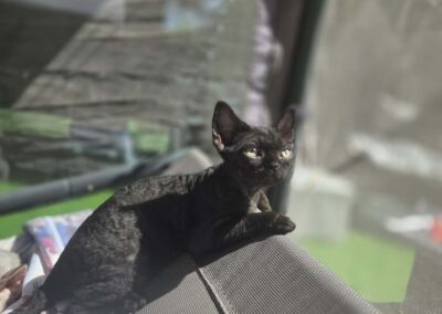 Miot E - ELF Elitte Polska Devon Rex (9)