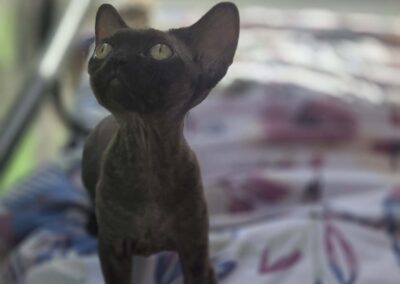 Miot E - ELODIE Elitte Polska Devon Rex (1)