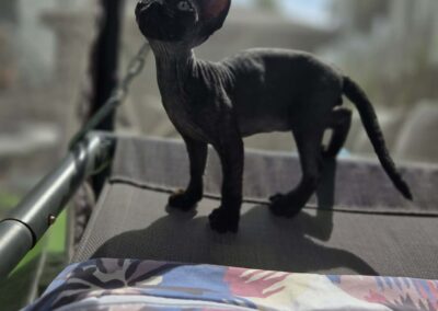 Miot E - ELODIE Elitte Polska Devon Rex (10)