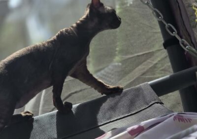 Miot E - ELODIE Elitte Polska Devon Rex (11)