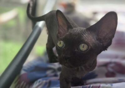 Miot E - ELODIE Elitte Polska Devon Rex (3)