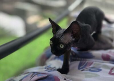 Miot E - ELODIE Elitte Polska Devon Rex (6)