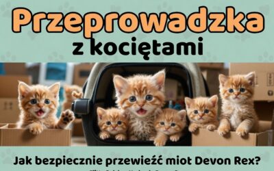 Przeprowadzka z kociętami – jak wygląda transport miotu do nowego domu Poradnik pełen mruczenia i radości!