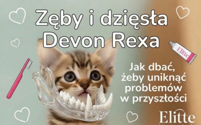 Zęby i dziąsła Devon Rexa – jak dbać, żeby uniknąć problemów w przyszłości (i mieć kota z uśmiechem jak z reklamy!)