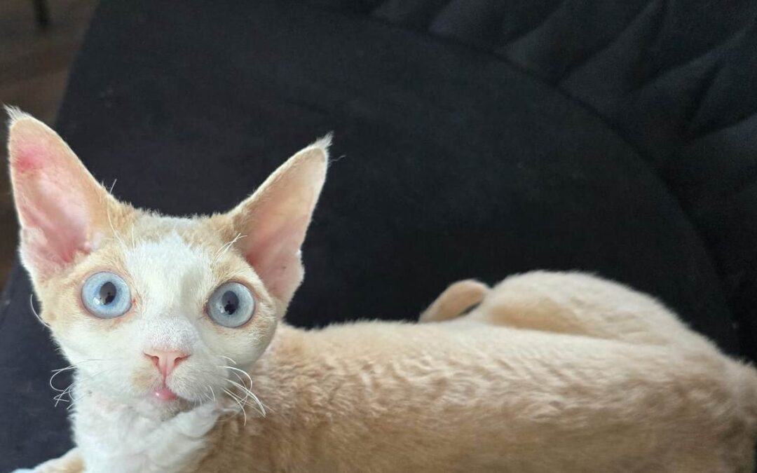 Onyx – uroczy kociak rasy Devon Rex z hodowli Elitte Polska
