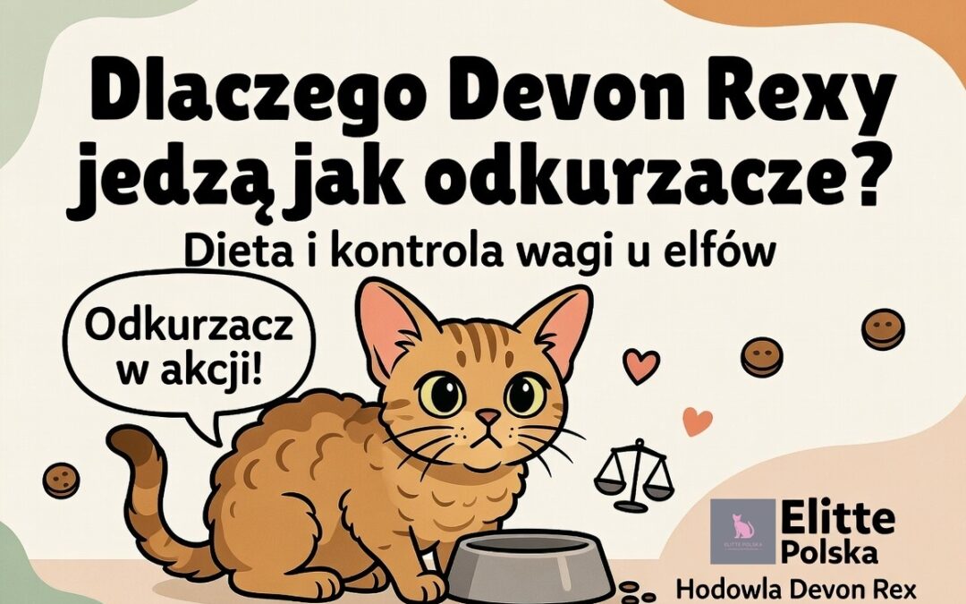 Dlaczego Devon Rexy jedzą jak odkurzacze? Dieta i kontrola wagi u naszych „elfów” 🧝‍♂️🍽️