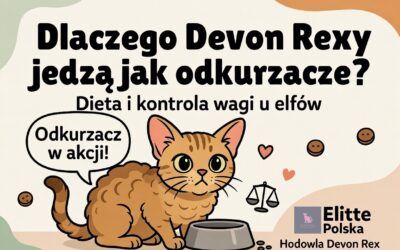 Dlaczego Devon Rexy jedzą jak odkurzacze Dieta i kontrola wagi u naszych „elfów”