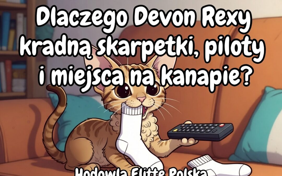 Dlaczego Devon Rexy kradną skarpetki, piloty i miejsca na kanapie Zabawne sekrety elfich kotów