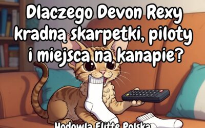 Dlaczego Devon Rexy kradną skarpetki, piloty i miejsca na kanapie Zabawne sekrety elfich kotów