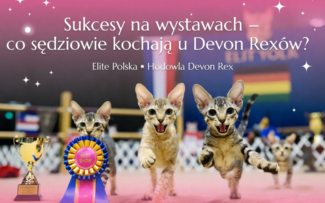 Sukcesy na wystawach – co sędziowie najbardziej cenią u Devon Rexów 🏆😻