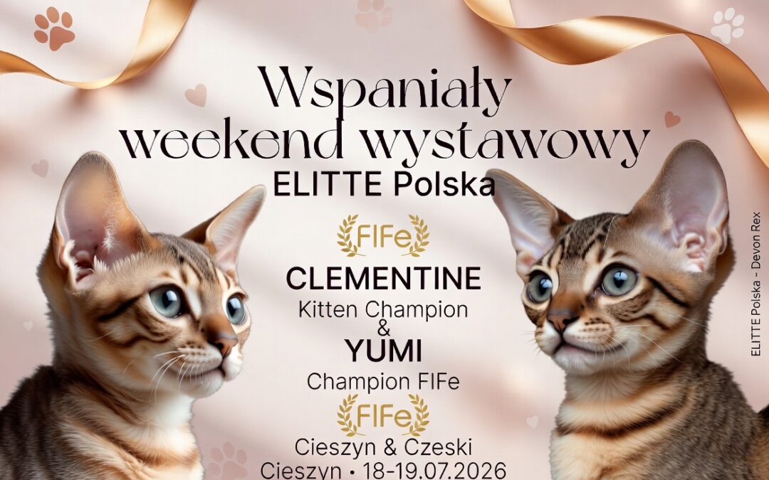 Wspaniały weekend wystawowy ELITTE Polska – CLEMENTINE Kitten Champion i YUMI Champion FIFe (18–19 lipca 2026, Cieszyn)