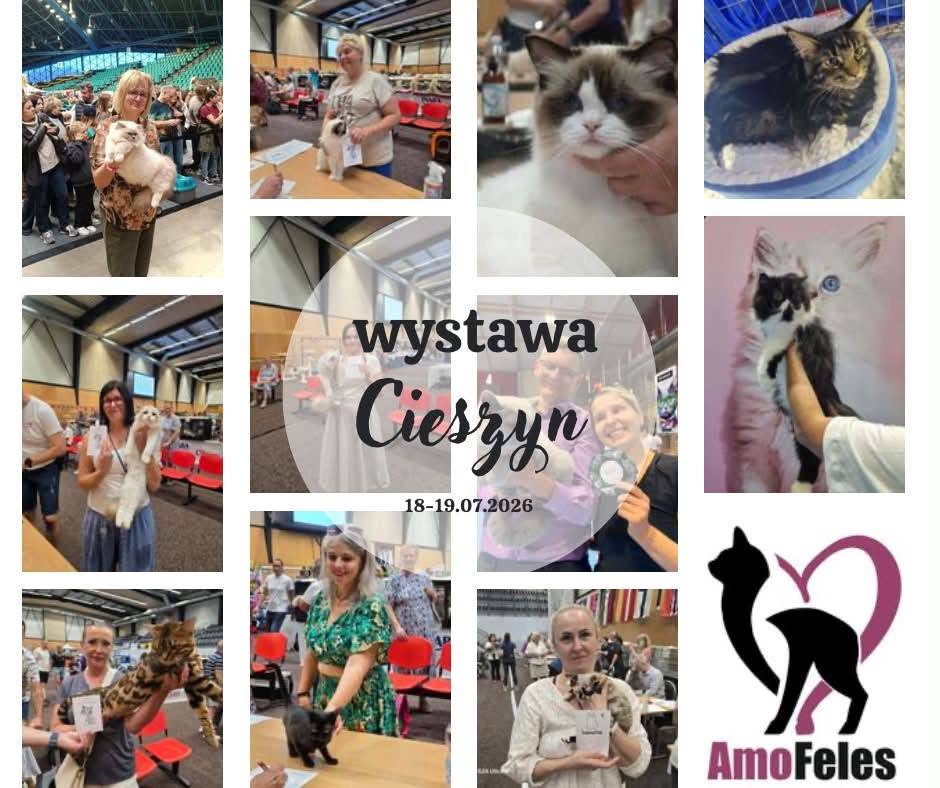Wspaniały weekend wystawowy ELITTE Polska – CLEMENTINE Kitten Champion i YUMI Champion FIFe (18–19 lipca 2026, Cieszyn) 2