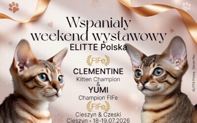 Wspaniały weekend wystawowy ELITTE Polska – CLEMENTINE Kitten Champion i YUMI Champion FIFe (18–19 lipca 2026, Cieszyn)