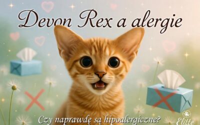 Devon Rex a alergie – czy naprawdę są hipoalergiczne dla alergików