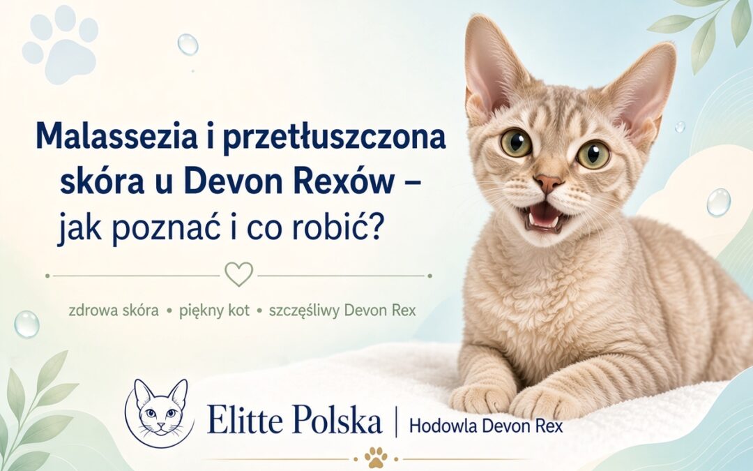 Malassezia i przetłuszczona skóra u Devon Rexów – jak rozpoznać i co robić?