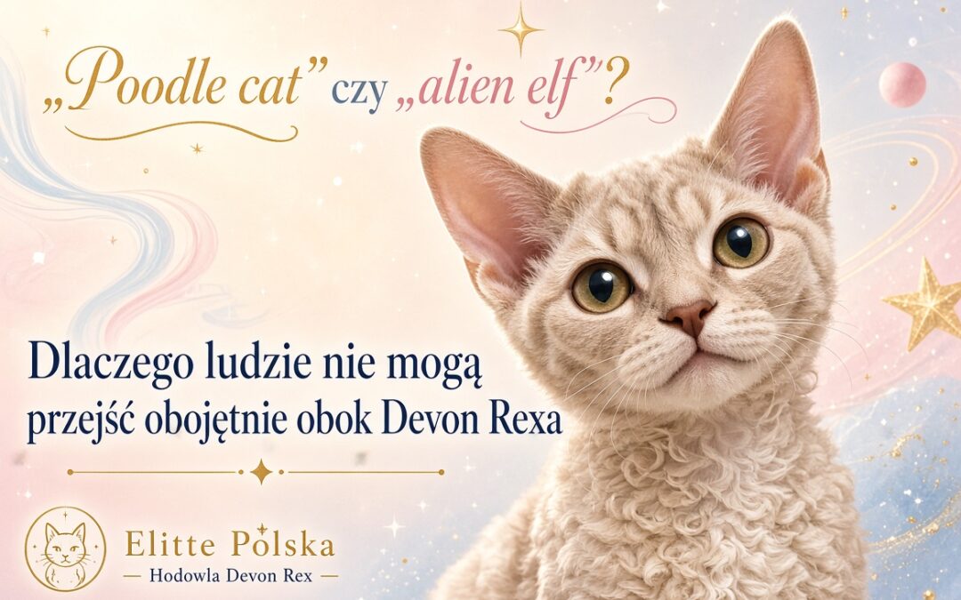 „Poodle cat” czy „alien elf” Dlaczego ludzie nie mogą przejść obojętnie obok Devon Rexa