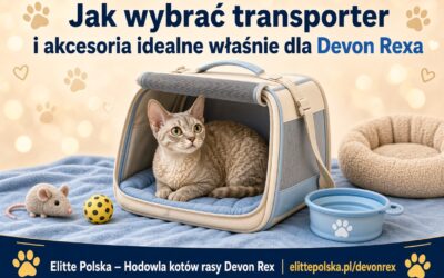 Jak wybrać transporter i akcesoria idealne właśnie dla Devon Rexa – poradnik od Elitte Polska