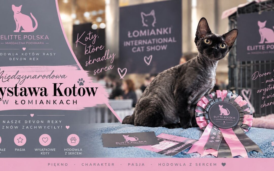 Międzynarodowa Wystawa Kotów w Łomiankach 2026 – sukcesy Devon Rex ELITTE Polska