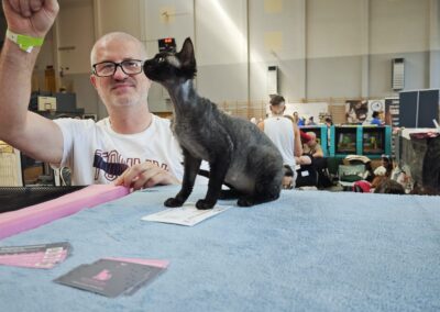 Międzynarodowa Wystawa Kotów w Łomiankach 2026 – sukcesy Devon Rex ELITTE Polska (2)