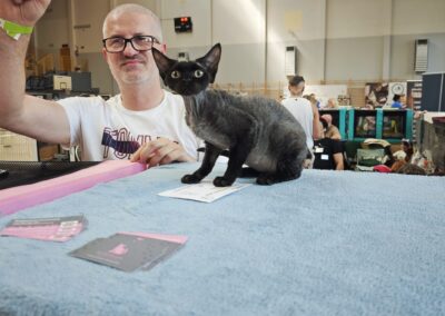 Międzynarodowa Wystawa Kotów w Łomiankach 2026 – sukcesy Devon Rex ELITTE Polska (3)
