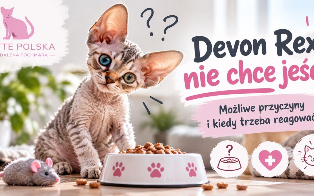 Devon Rex nie chce jeść – możliwe przyczyny i kiedy trzeba reagować