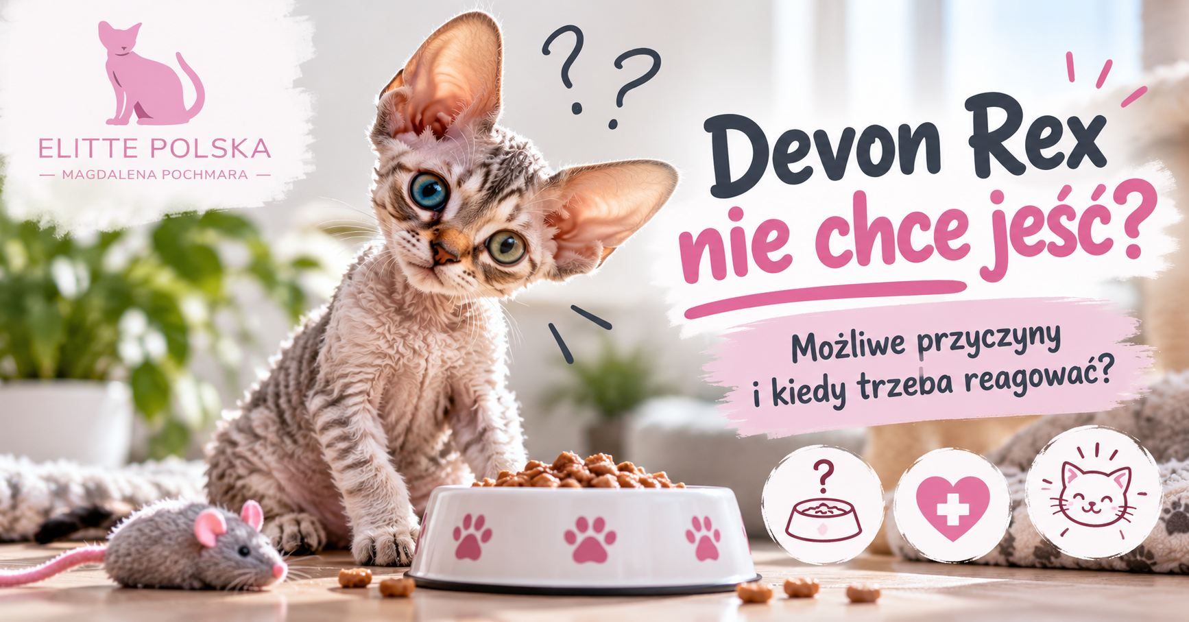 Devon Rex nie chce jeść – możliwe przyczyny i kiedy trzeba reagować